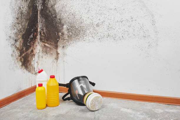 Best Residential Mold Removal  in Mart, TX