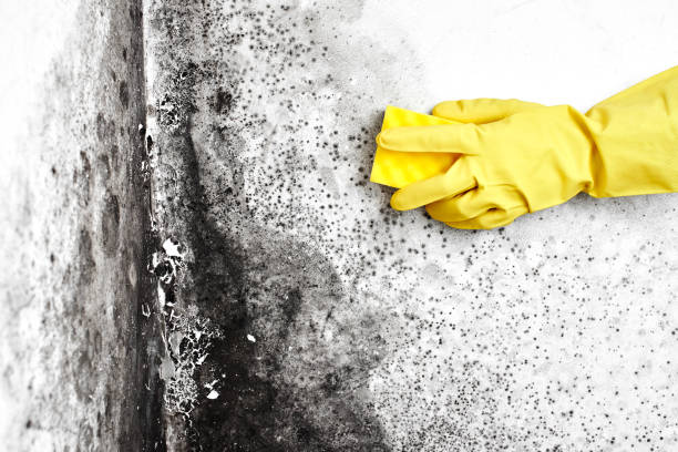 Best Mold Remediation  in Mart, TX