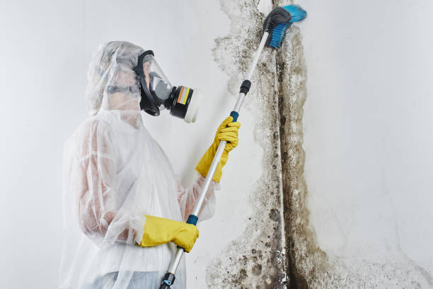 Best Certified Mold Removal  in Mart, TX