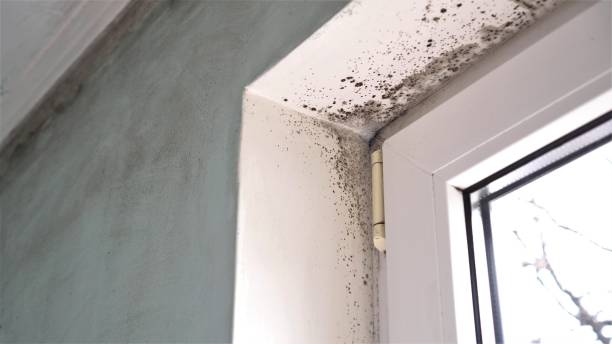 Best Home Mold Removal  in Mart, TX