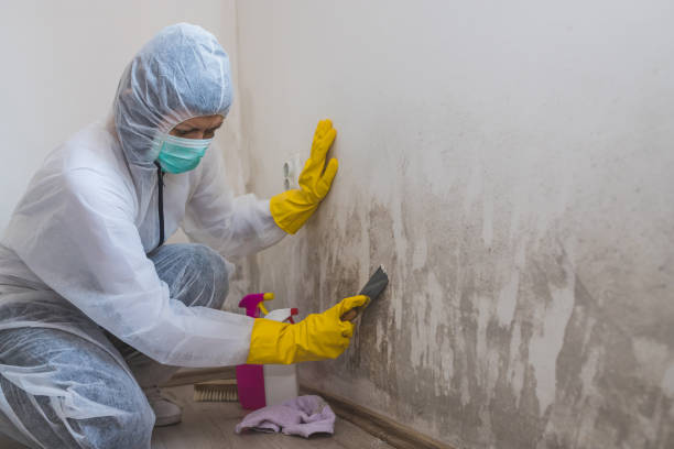 Best Mold Removal Near Me  in Mart, TX