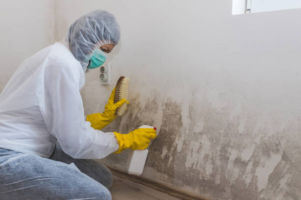 Best Mold Damage Repair  in Mart, TX