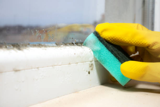 Best Office Mold Removal Services  in Mart, TX