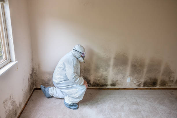 Best Local Mold Removal Service  in Mart, TX