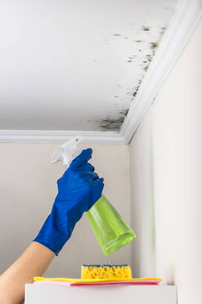 Best Commercial Mold Removal  in Mart, TX